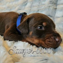 Sawyer - 5500 - Red and rust male Doberman Pinscher puppy in Aurora, Indiana from Double-Take Doberman Kennels