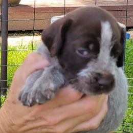 Bruno - Chestnut and gray Wirehaired Pointing Griffon puppy in Glendale, Arizona from Agassiz Griffons Glendale AZ