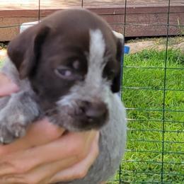 Bruno - Chestnut and gray Wirehaired Pointing Griffon puppy in Glendale, Arizona from Agassiz Griffons Glendale AZ