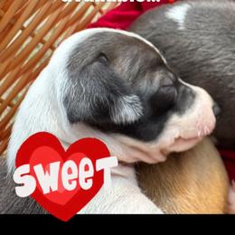 Italian Greyhound Puppies from WAHLTOWAHLIGGYS