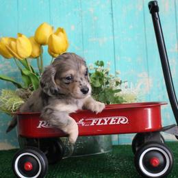 Sherwin - Dapple male Dachshund puppy in Pace, Florida from Shoebox Doxie’s