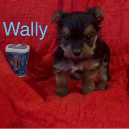 Wally - Chocolate, tan and white male Yorkshire Terrier puppy in Seneca, Missouri from M.Y. Morkies and Yorkies