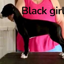 Black girl - White and black female Whippet puppy in Brooksville, Florida from Phasion Whippets Kimberly & Paul Norton Sr.