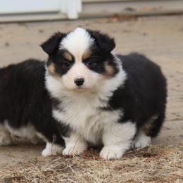 Rachel - Black and tan female Pembroke Welsh Corgi puppy in St. Charles, Iowa from Kim Boyle's Pembroke Welsh Corgis