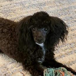 Oreo - Poodle