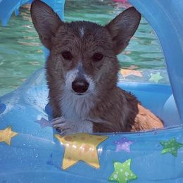 Pembroke Welsh Corgis from High Caliber Kennels