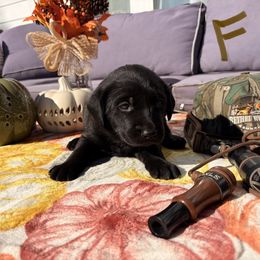 Brown - Black female Labrador Retriever puppy in Talking Rock, Georgia from Bethel Woods Kennels