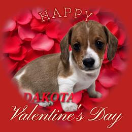 Dakota - Red male Dachshund puppy in Blair, Oklahoma from North Fork Doxies-Okla