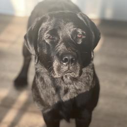 Labrador Retriever All Grown Up from Tidal Retrievers