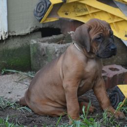 Ridgeless girl, Ms. White collar - Rd whtn blk nose Rhodesian Ridgeback puppy in Broussard, Louisiana from Karamojo Ridgebacks, Quality over Quantity