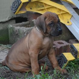 Ridgeless girl, Ms. White collar - Rd whtn blk nose Rhodesian Ridgeback puppy in Broussard, Louisiana from Karamojo Ridgebacks, Quality over Quantity