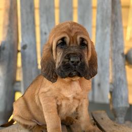 Juno - Red female Bloodhound puppy in Marvell, Arkansas from Hat Creek Kennel