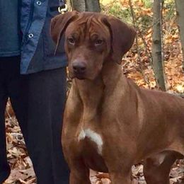 Winston - Rhodesian Ridgeback