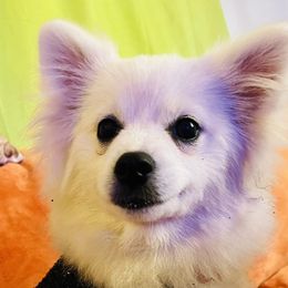 Girl Barbie - White Pomeranian puppy in Missouri from Saint Louis Pomeranian babies