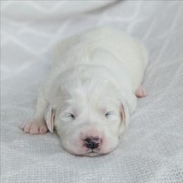 Girl 3 - White female Great Pyrenees puppy in Yakima, Washington from Naches Heights Ranch
