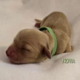Nova - Cream female Dachshund puppy in Luttrell, Tennessee from Tiny Tails Ranch