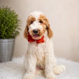 Tommy - Tri-color male Australian Labradoodle puppy in Leonard, Texas from Laird Farms
