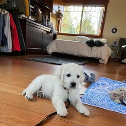 Golden Retriever Puppies from Freedom Retrievers