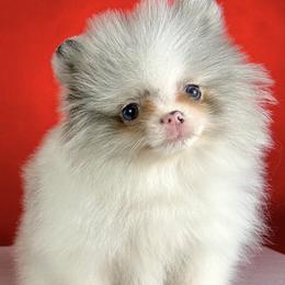 Luffy - Blue merle male Pomeranian puppy in Antioch, California from Ray of Poms