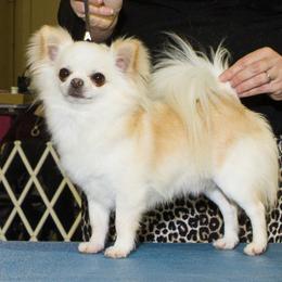 Leo - Chihuahua