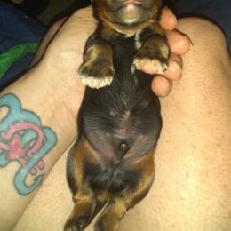 Cavalier King Charles Spaniel Puppies from Majestic Cavaliers of Melbourne FL