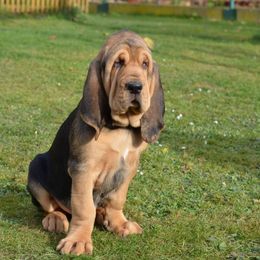 Bloodhound and Mastiff Puppies from Teoc Bloodhounds and Mastiffs