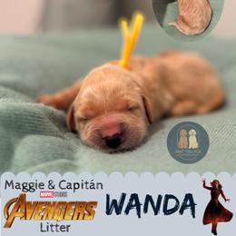 Wanda - Apricot female Goldendoodle puppy in Calhoun, Georgia from M&C Village Goldendoodles