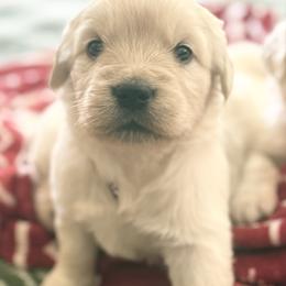 Astre - Light golden female Golden Retriever puppy in Watkins, Colorado from Brightside Goldens