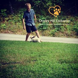 Cockapoo Puppies from Chesley Hill Cockapoos