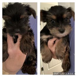 Yorkshire Terrier Puppies from It’s a Parti Yorkies