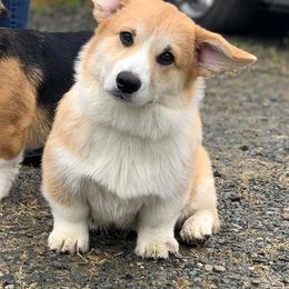 Pembroke Welsh Corgi Puppies from Outlands Corgis