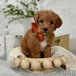 Orange boy - Red male Bernedoodle puppy in Waukesha, Wisconsin from Bernedoodle Boutique (and Cavapoos)