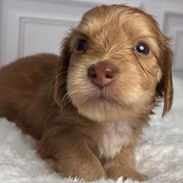 Red - Red female Dachshund puppy in Miami, Florida from Maitime Dachshund