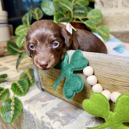 Jenny - Chocolate and tan female Dachshund puppy in Middleton, Idaho from Doodle Doxie