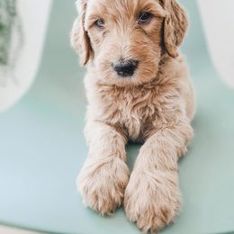 Goldendoodle, Labradoodle, and Poodle Puppies from Noble Friend Breeders LLC