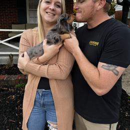 Dachshund and Miniature Australian Shepherd Puppies from Southern Charm Kennels