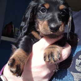 Dachshund Puppies from Neeley Family's Weenies