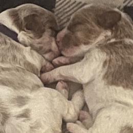 Labradoodles from RemiandRaethelabradoodles
