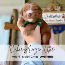 Mochi - Red  male Goldendoodle puppy in Comanche, Texas from Central Texas Doodles, LLC.