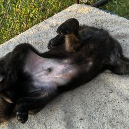 Dutch Shepherd Puppies from Sugar Island Dutch Shepherds