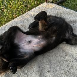 Dutch Shepherd Puppies from Sugar Island Dutch Shepherds