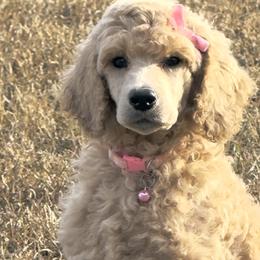 Miss Pink Collar - Cream female Poodle puppy in Screven, Georgia from Dreamland Standard Poodles