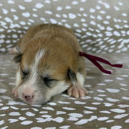 Burgundy Collar Female - Red female Pembroke Welsh Corgi puppy in Victoria, Texas from Clear Creek Corgis