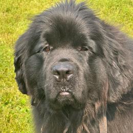 Priscilla - Newfoundland