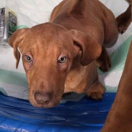 Girl 1 - Rd whtn brn nose female Rhodesian Ridgeback puppy in Caldwell, Idaho from Haley Gross's 	Rhodesian Ridgebacks and Minature Pinchers