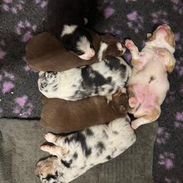 Australian Shepherd puppies from Weavers Indian Run Aussies