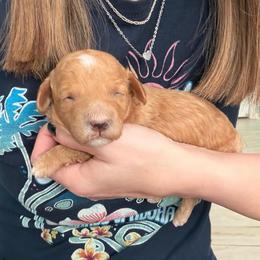 Rocky - Red  male Poodle puppy in Cedar City, Utah from Precious Paws Ranch