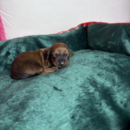 Taylor - Brindle female Dachshund puppy in Lake City, Florida from My Ditzy Doxies of Florida