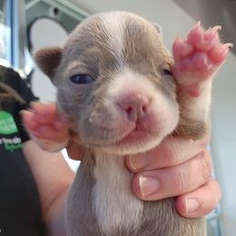 Boston Terrier and French Bulldog Puppies from Legends Frenchton's, French Bulldogs ,Boston Terriers & French Bullhuahua's