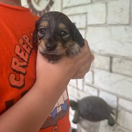 Dodger - Chocolate and tan male Dachshund puppy in Troup, Texas from East Texas Dachshunds
